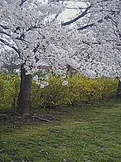 さくら草公園の桜